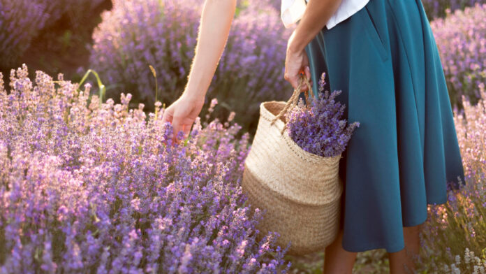 lavanda