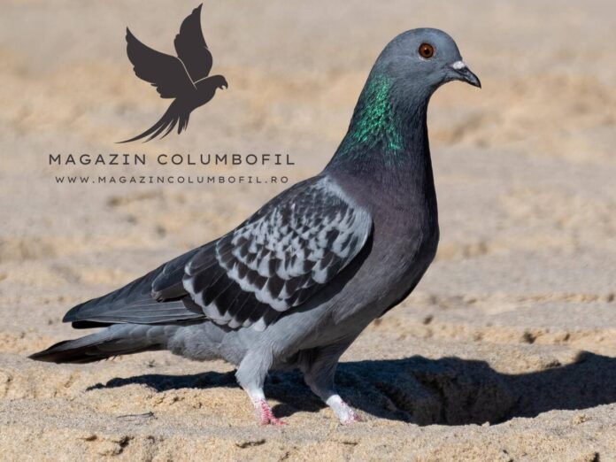 Magazin Columbofil