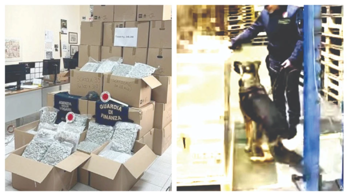 Lovitura decisivă pentru rețelele internaționale de trafic de droguri: un bulgar a fost prins în Italia cu marfă de marijuana în valoare de 2 milioane de euro în camion.