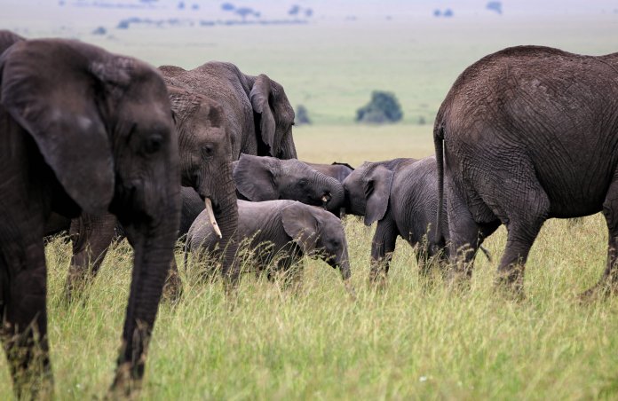 Trei indivizi și-au încheiat existența în Uganda în urma impactului vehiculului cu un elefant.
