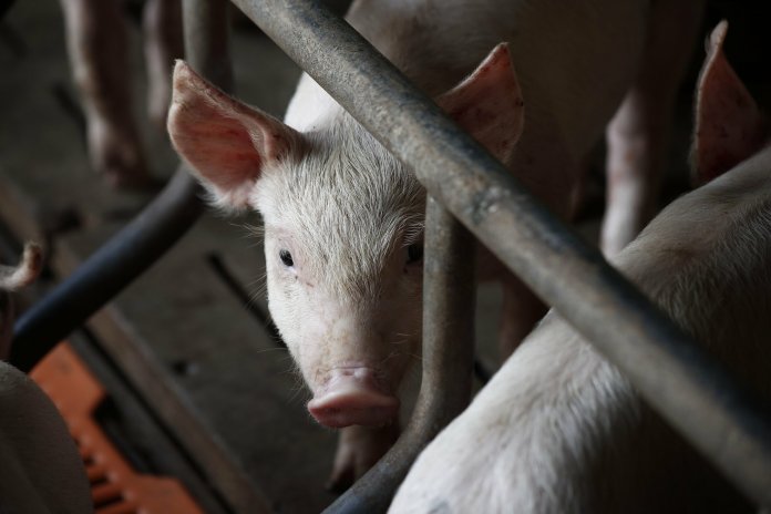 ONU semnalează: utilizarea antibioticelor în fermele de producție alimentară este în expansiune.