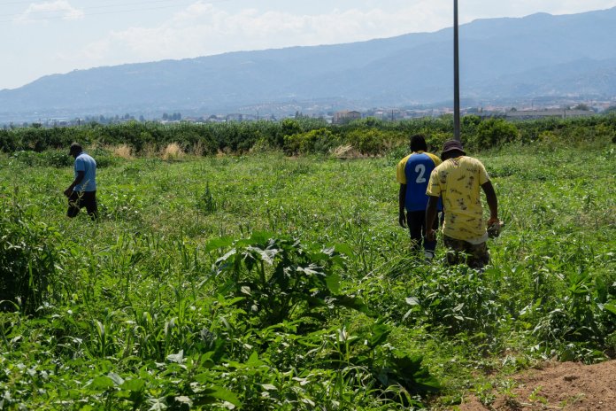 Fermier italian condamnat la 16 ani de detenție pentru decesul unui muncitor indian